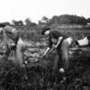 Working the fields