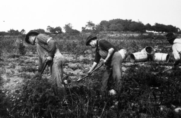 Working the fields